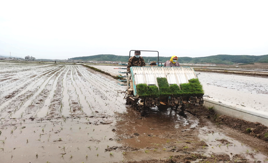 14 9001cc金沙以诚为本农业水稻插秧现场_副本.png